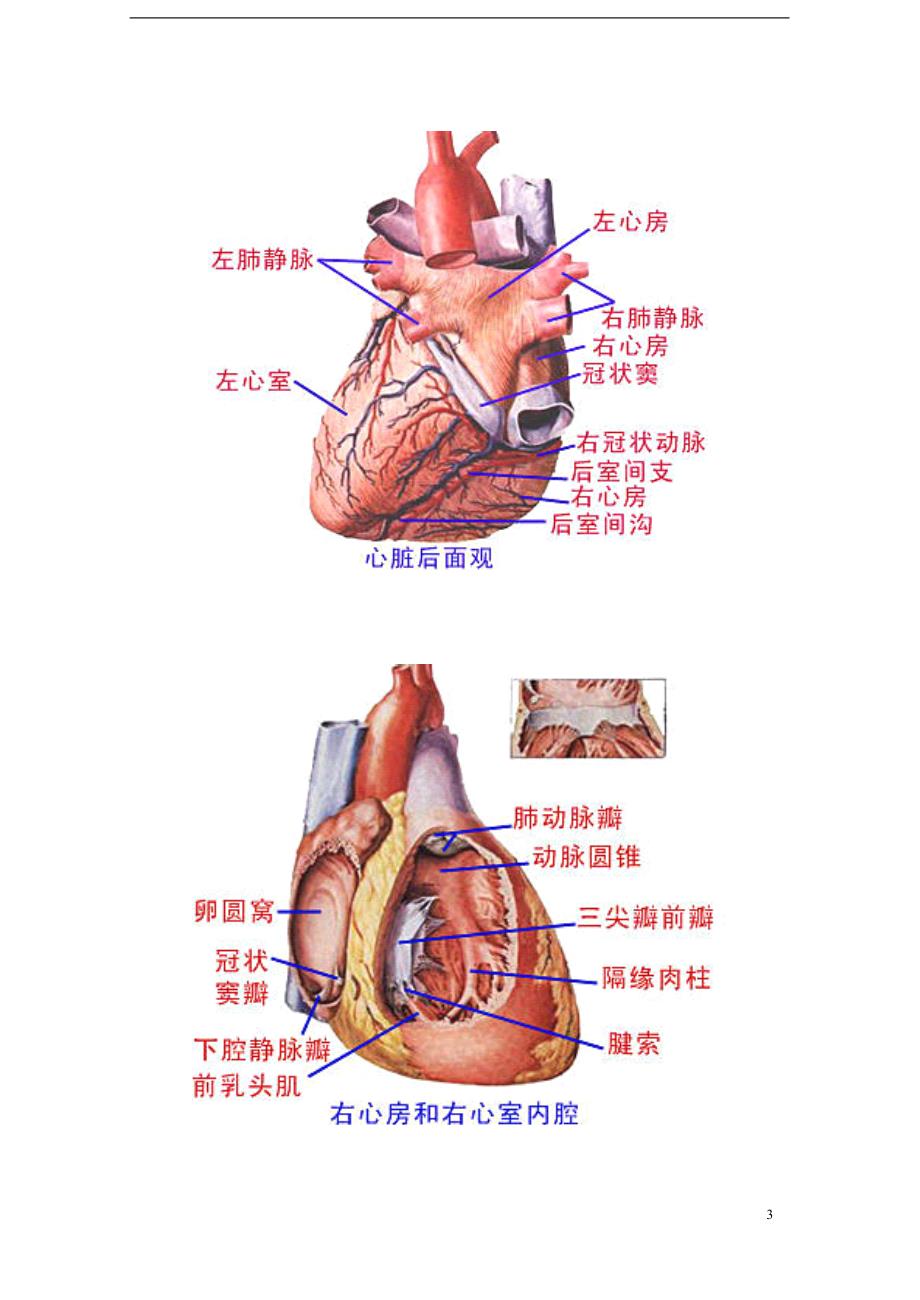 生物医学资料最全的人体解剖图图片