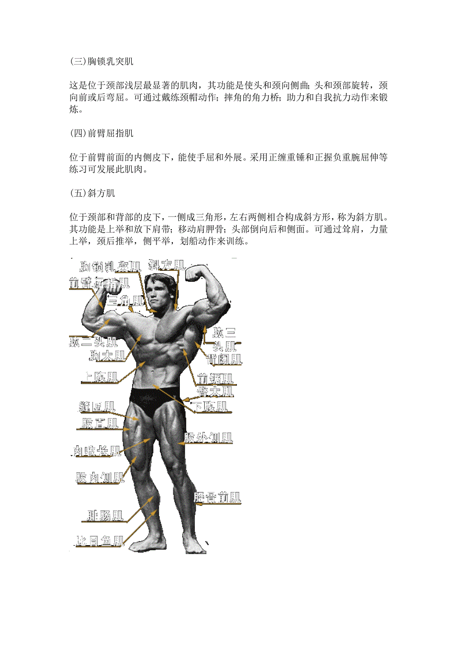 人体肌肉分布图人体经络走向图