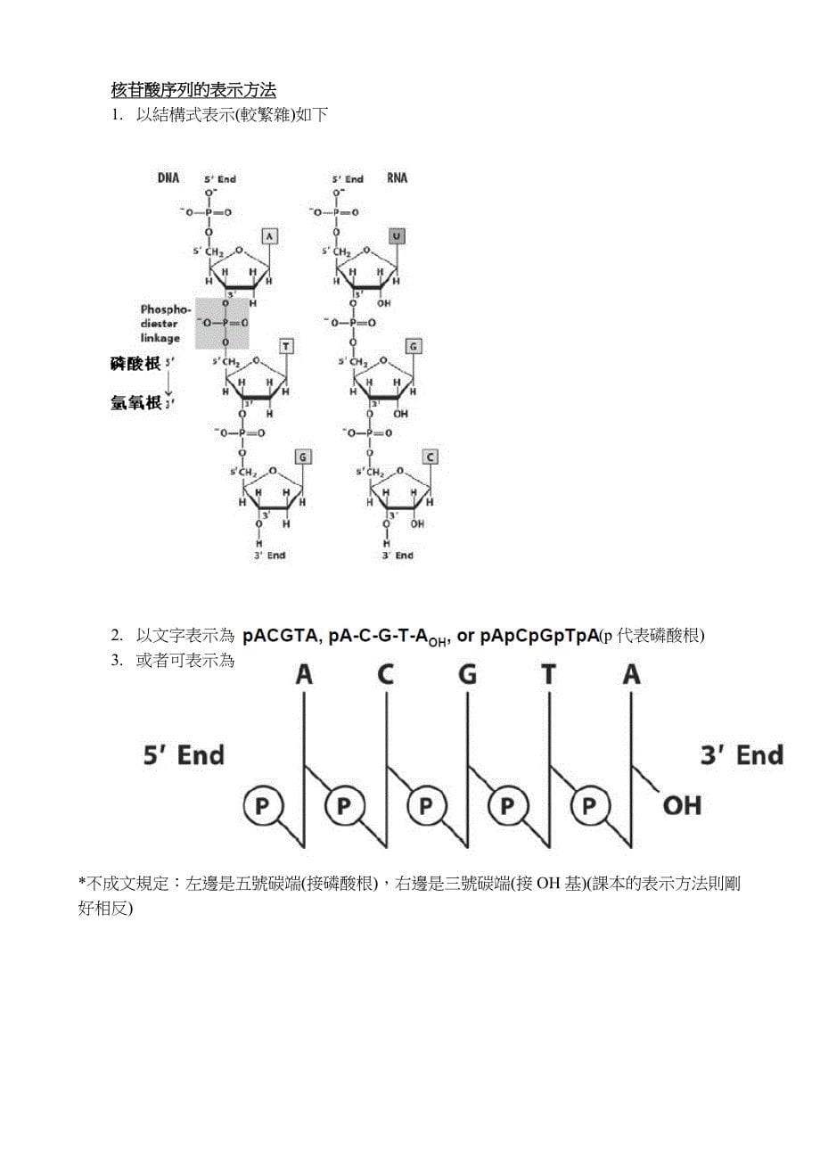 核苷酸与核酸_第5页