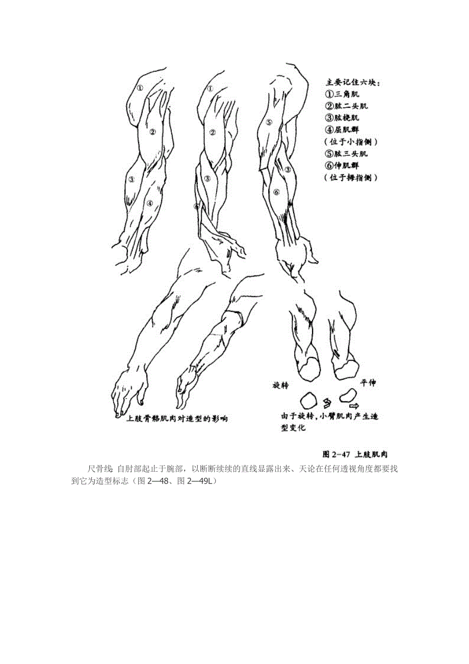 美术素描绘画上肢及手技巧及结构图