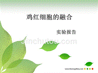 细胞生物学实验报告-鸡红细胞的融合