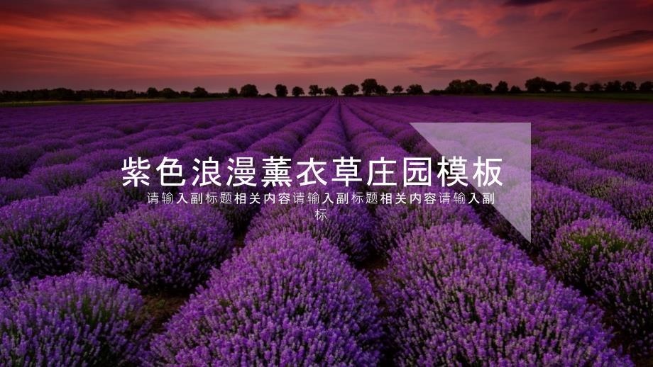 紫色浪漫薰衣草庄园模板