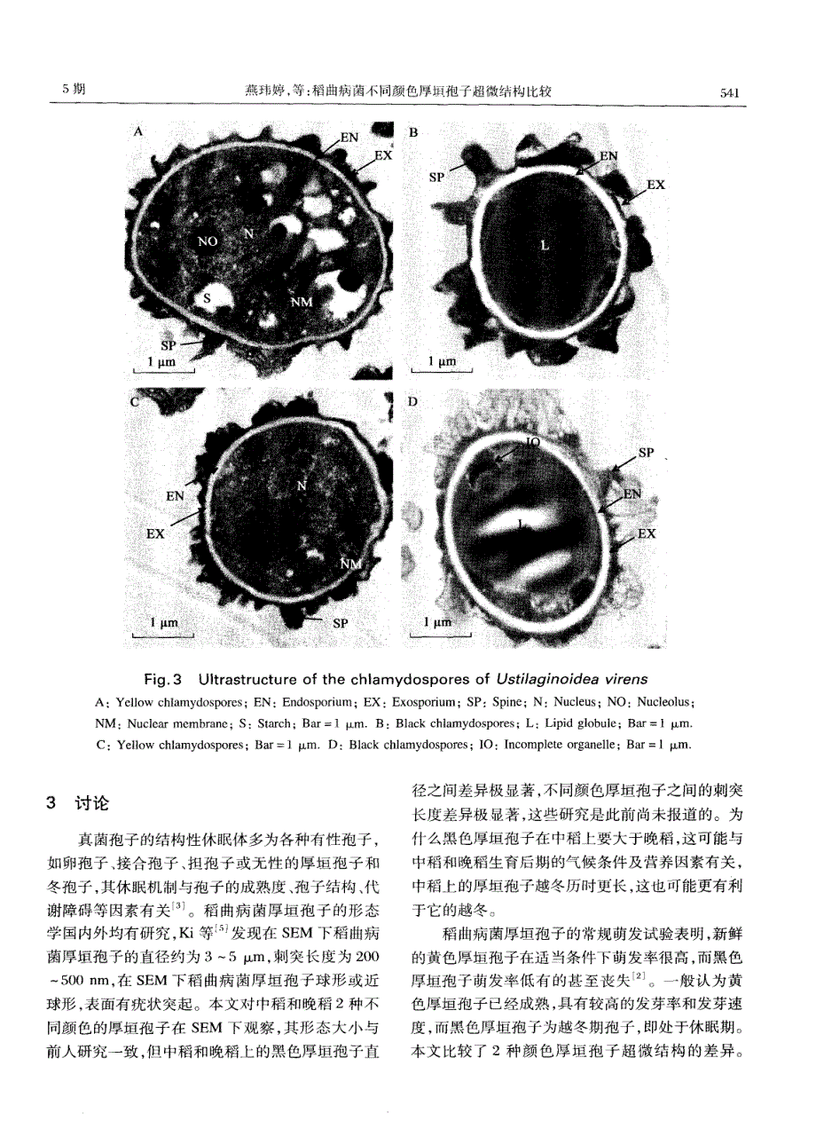 厚垣孢子手绘图图片