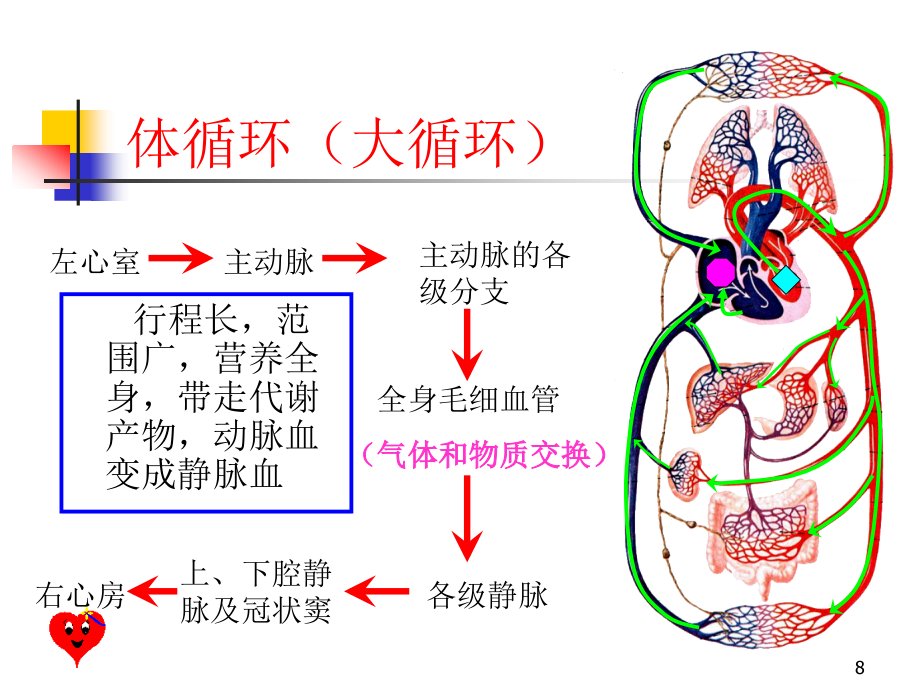 人体四大循环八大系统图片