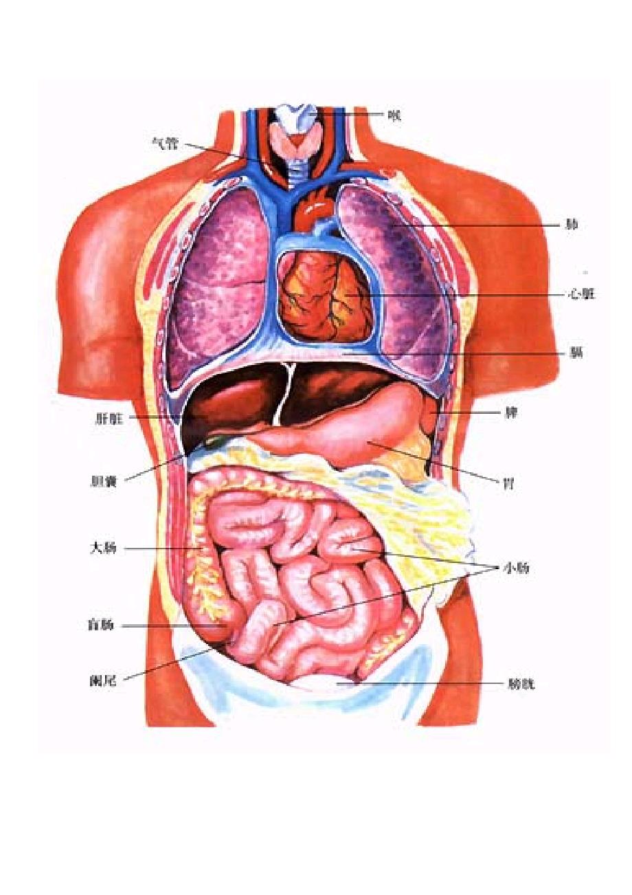 人体内脏器官图示图片
