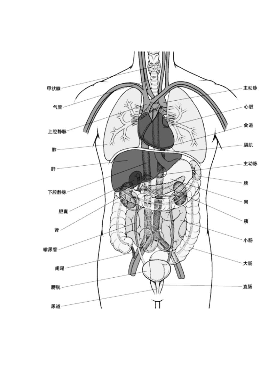 人体器官构造图的位置图片