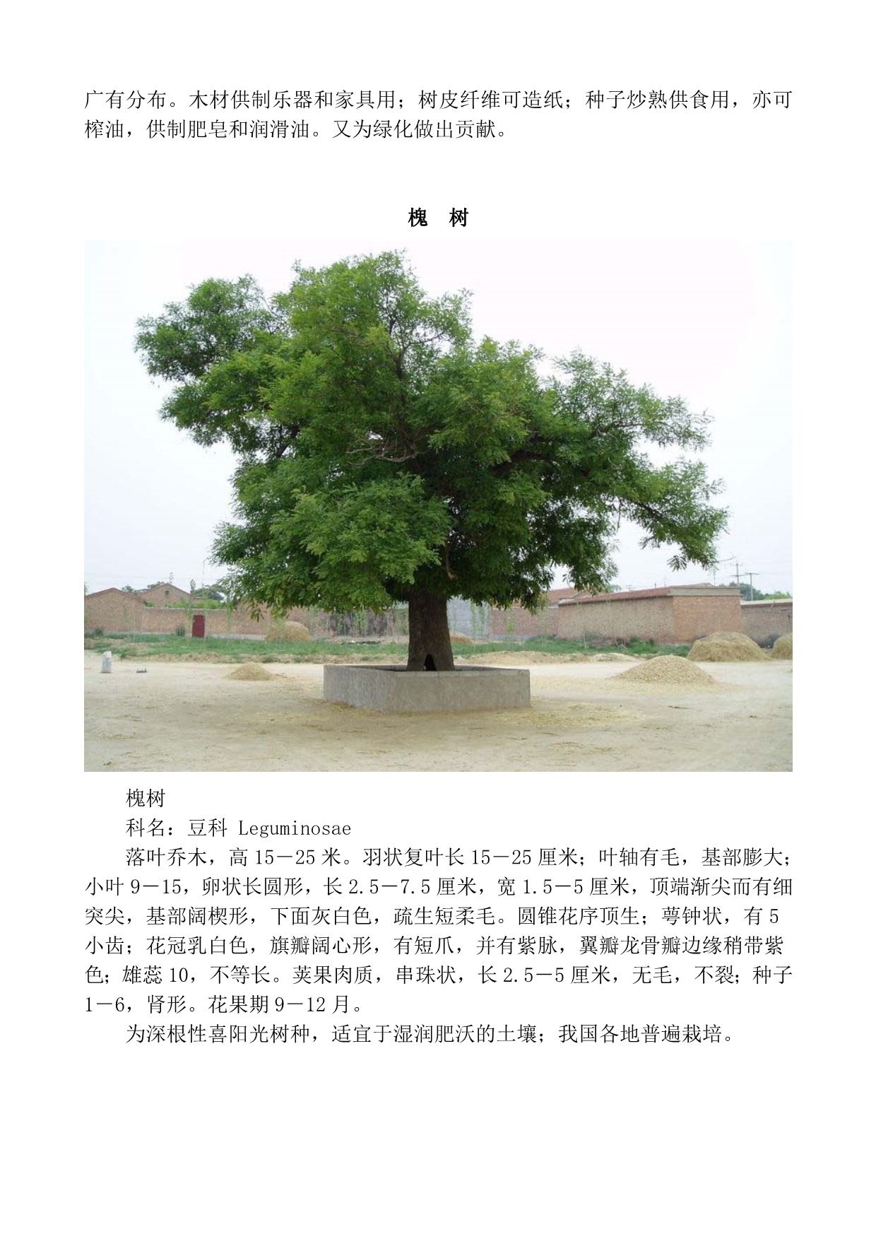 中国树木名称大全图片图片