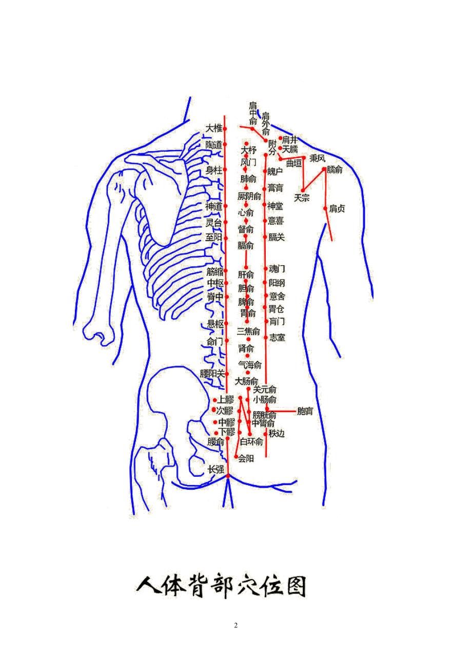 人体背后结构位置图图片