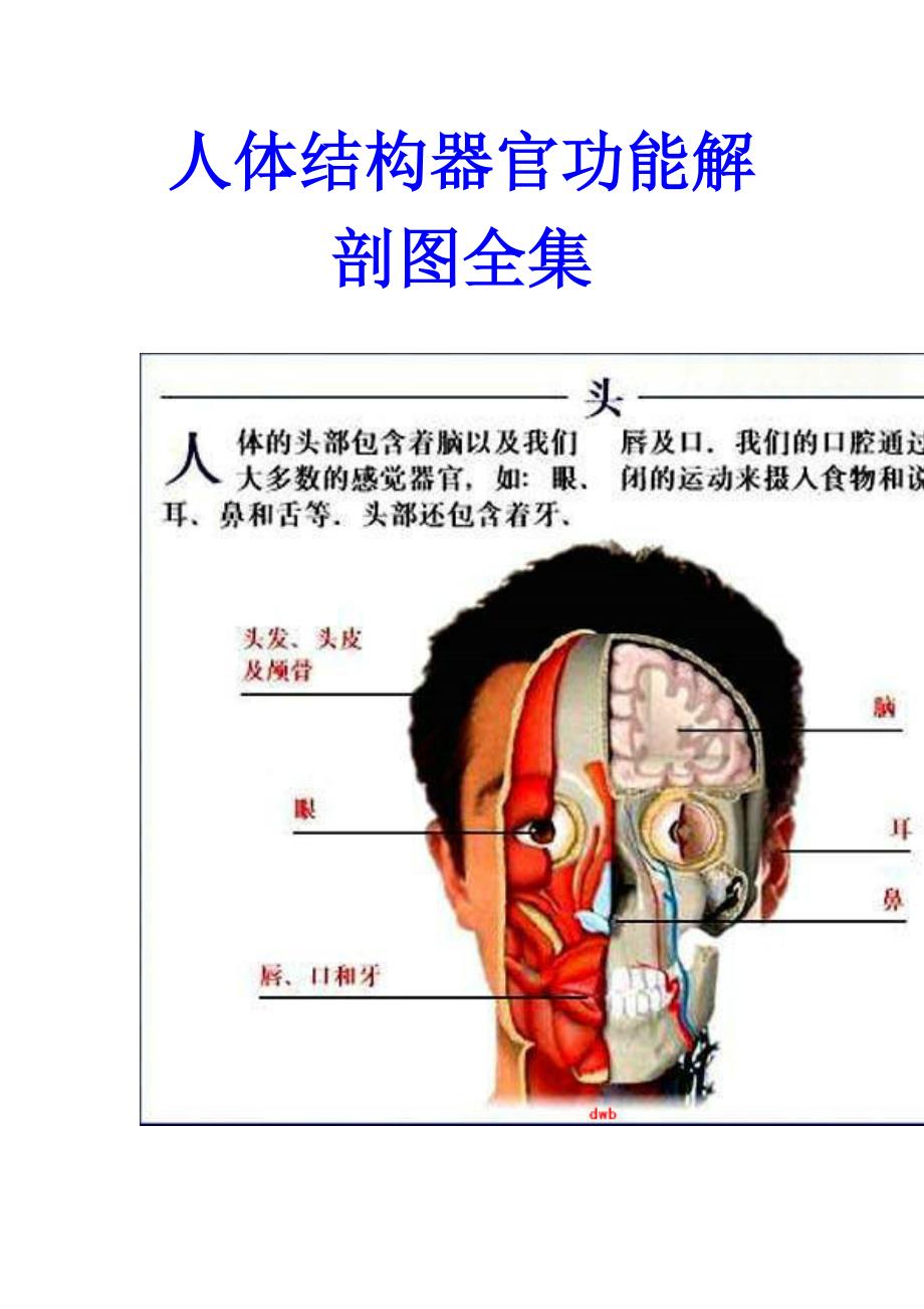 人体结构器官功能解剖图全集