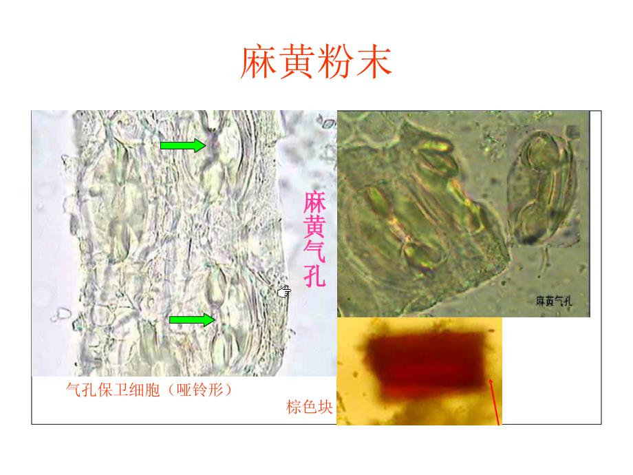 白芍粉末显微镜特征图图片