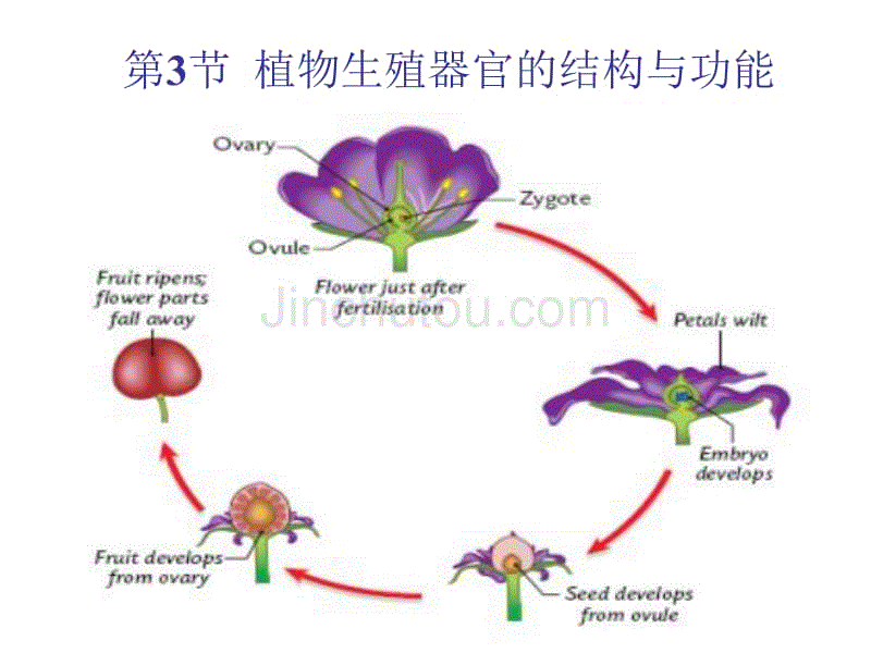 生物植物生殖器官的结构和功能