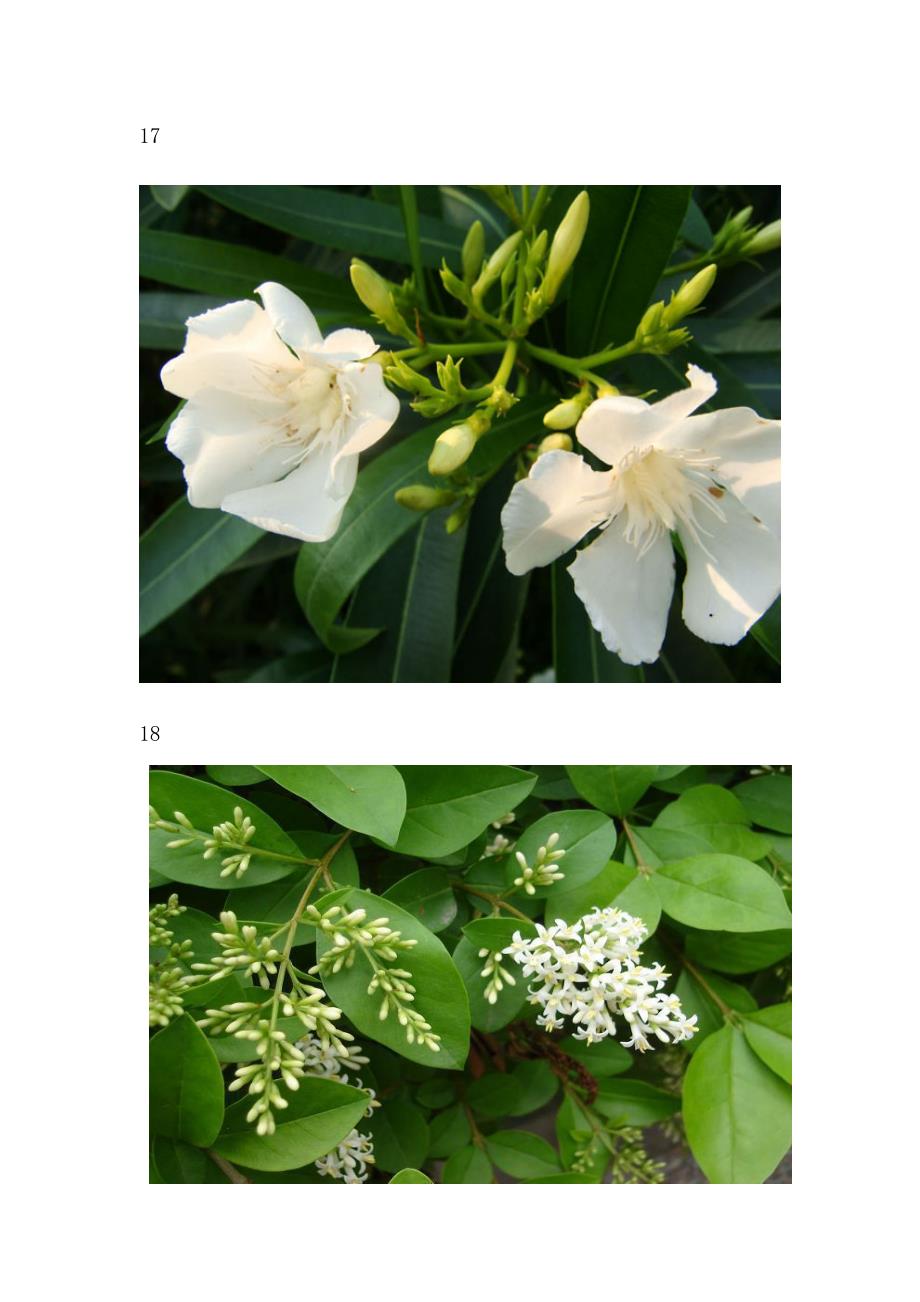 校园植物种类图片